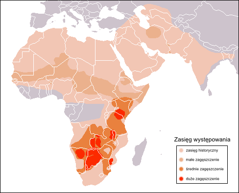 Cheetah Map