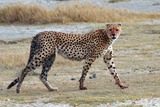 Cheetah Photo Gallery