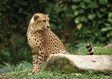 Cheetah Photo Gallery