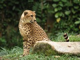 Cheetah curious picture Image Singapore Zoo