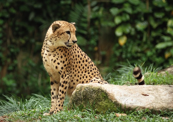 Cheetah curious picture Image Singapore Zoo