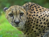 Cheetah face eyes picture Image Gepard zoo