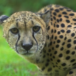 Cheetah face eyes picture Image Gepard zoo