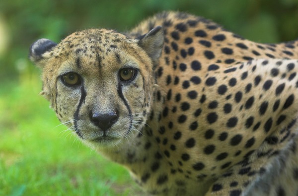 Cheetah face eyes picture Image Gepard zoo