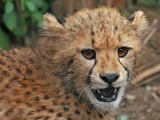 Cheetah face portrait picture Image cub