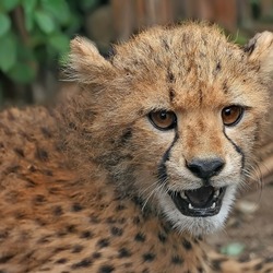 Cheetah face portrait picture Image cub