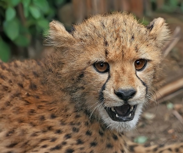 Cheetah face portrait picture Image cub