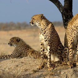 Cheetah family picture Image Acinonyx jubatus