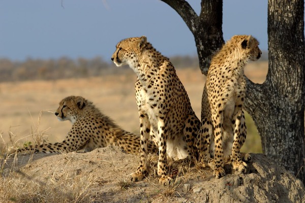 Cheetah family picture Image Acinonyx jubatus