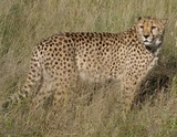 Cheetah Photo Gallery