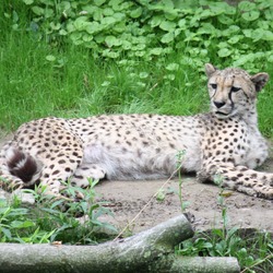 Cheetah king lying down picture Image