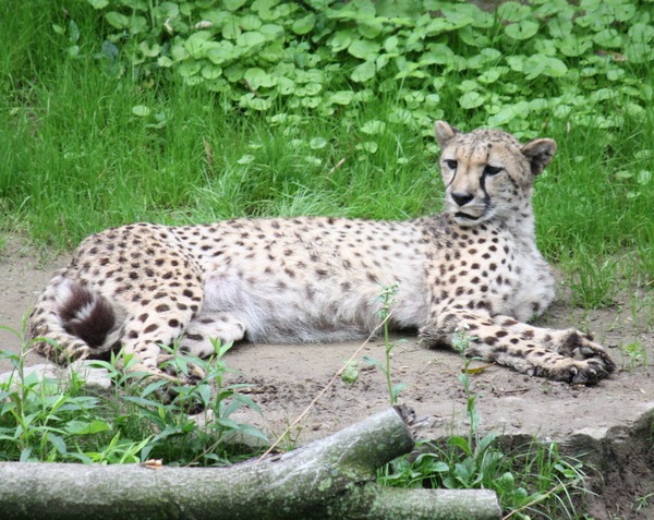 Cheetah king lying down picture Image