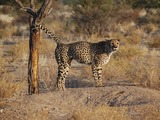 Cheetah picture Image Southern Namibia