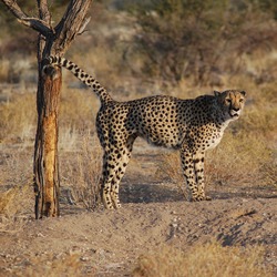 Cheetah picture Image Southern Namibia