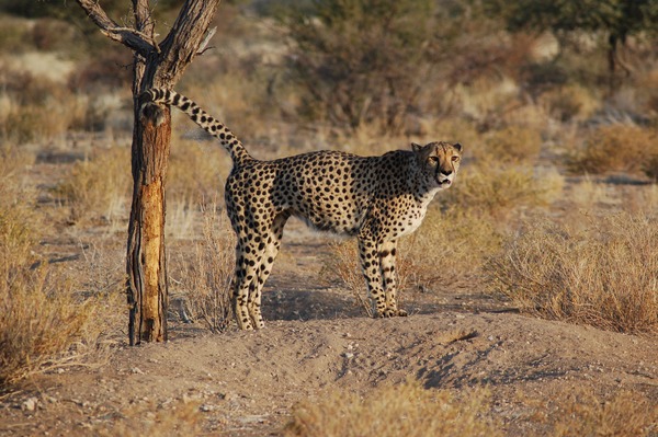 Cheetah picture Image Southern Namibia