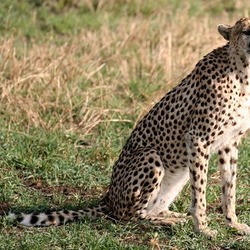 Cheetah picture Image cat Tanzanian