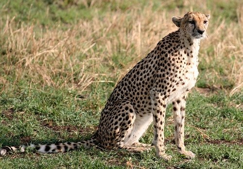 Cheetah picture Image cat Tanzanian