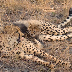 Cheetah picture Image little mom cub