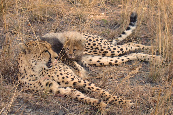 Cheetah picture Image little mom cub