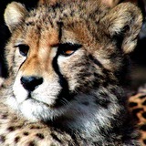 Cheetah Photo Gallery