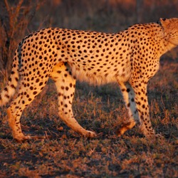 Cheetah picture Image sunset Umfolozi evening