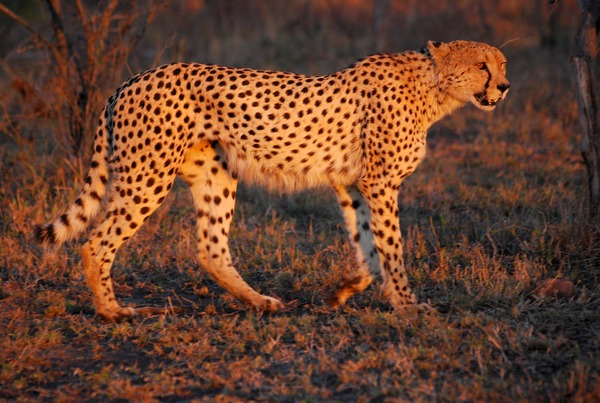 Cheetah picture Image sunset Umfolozi evening