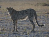 Cheetah Photo Gallery