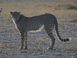 Cheetah picture Image wild cat Botswana