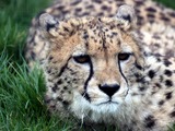 Cheetah picture Image wild cat