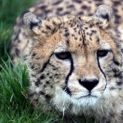 Cheetah picture Image wild cat