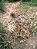 Cheetah Photo Gallery