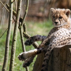 Cheetah picture Image young tired cub