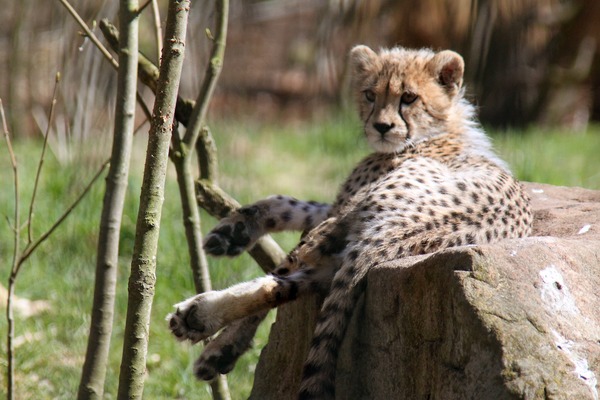 Cheetah picture Image young tired cub