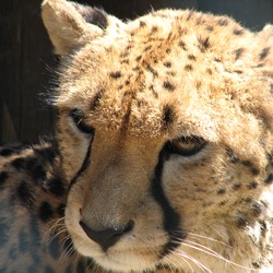 Cheetah portrait picture Image Acinonyx jubatus