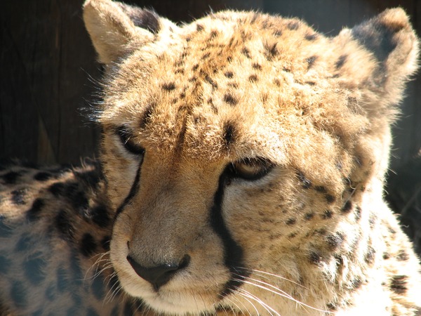 Cheetah portrait picture Image Acinonyx jubatus