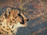 Cheetah portrait picture Image Watchful
