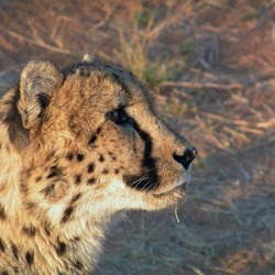Cheetah portrait picture Image Watchful