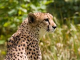 Cheetah Photo Gallery