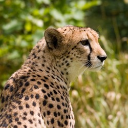 Cheetah portrait picture Image