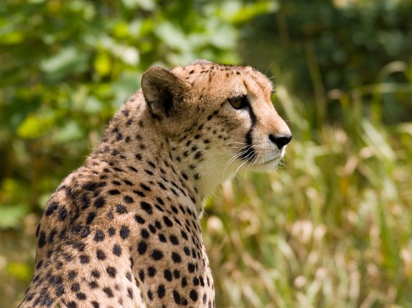 Cheetah portrait picture Image