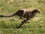 Cheetah running picture Image Acinonyx jubatus