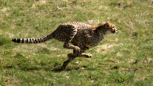 Cheetah running picture Image Acinonyx jubatus