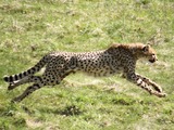 Cheetah running sprint picture Image