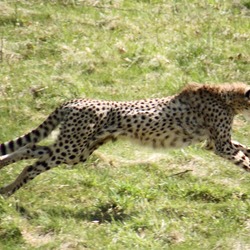 Cheetah running sprint picture Image