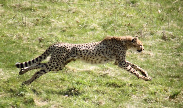 Cheetah running sprint picture Image