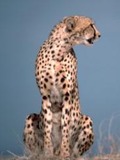 Cheetah sitting picture Image