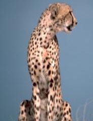Cheetah sitting picture Image