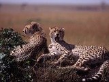 Cheetah wild big picture Image Cheetahs