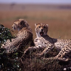 Cheetah wild big picture Image Cheetahs