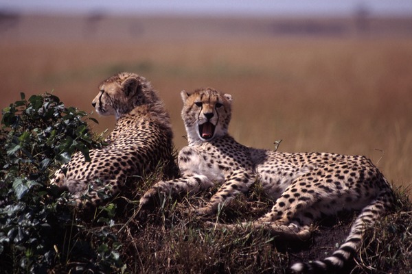 Cheetah wild big picture Image Cheetahs